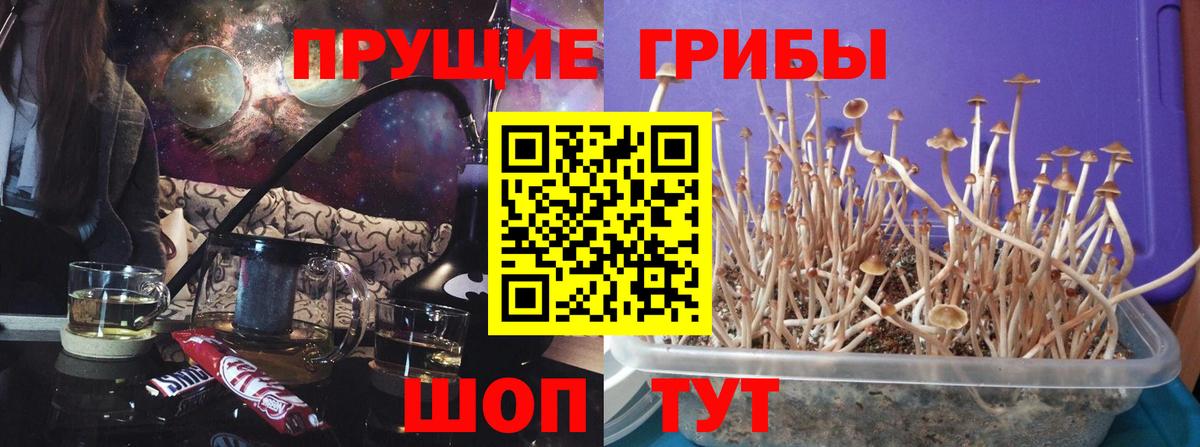 Псилоцибиновые грибы прущие грибы  Вход с VPN  Малоярославец 